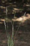 Silver beardgrass